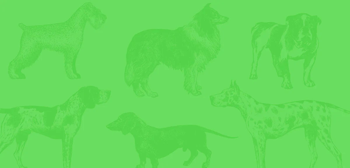 Gently Cooked for Dogs