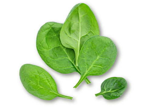  Organic Spinach